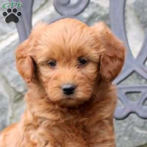 River, Mini Goldendoodle Puppy