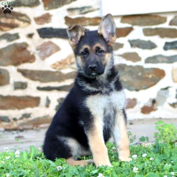 River, German Shepherd Puppy
