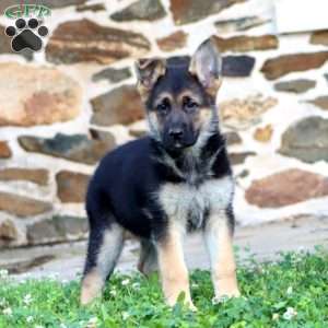 River, German Shepherd Puppy
