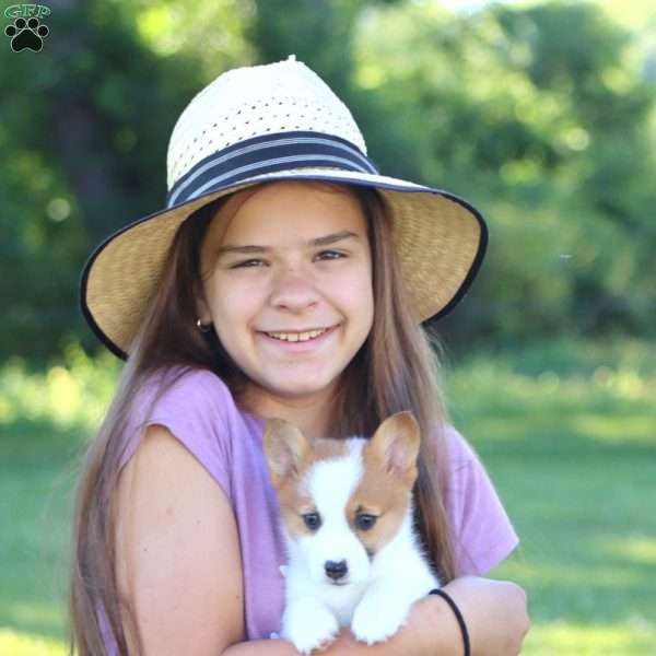 River, Pembroke Welsh Corgi Puppy