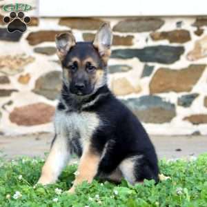 River, German Shepherd Puppy
