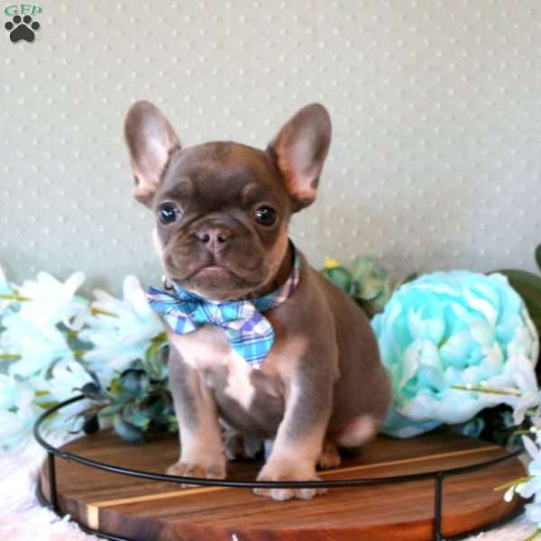 River, French Bulldog Puppy