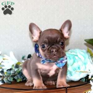 River, French Bulldog Puppy