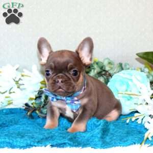 River, French Bulldog Puppy