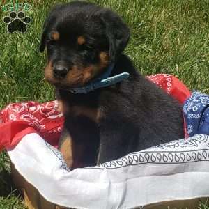 River, Rottweiler Puppy