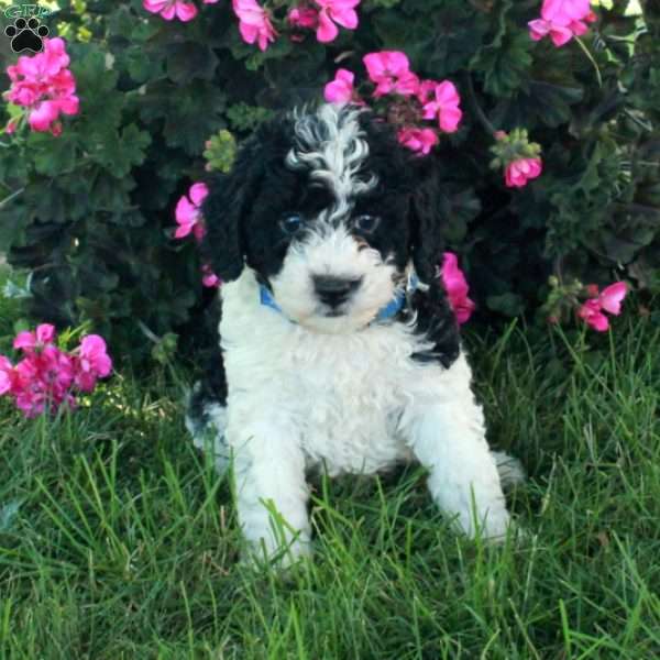 Robert, Mini Bernedoodle Puppy