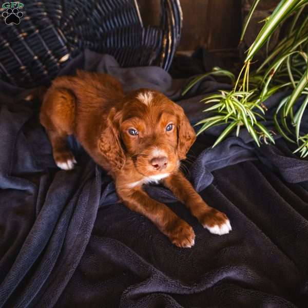 Rocco, Irish Doodle Puppy