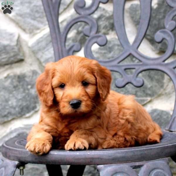 Rocket, Mini Goldendoodle Puppy