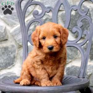Rocket, Mini Goldendoodle Puppy