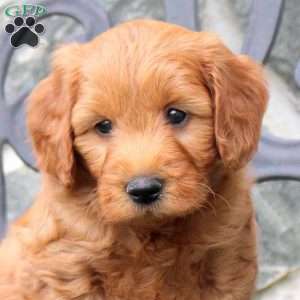 Rocket, Mini Goldendoodle Puppy