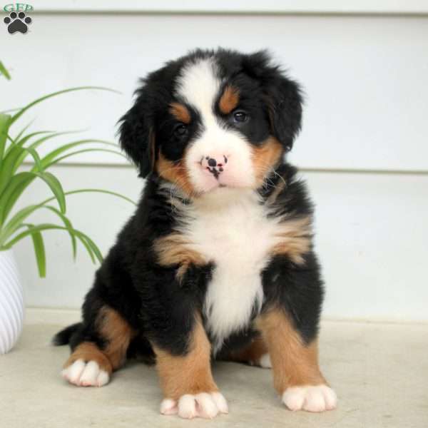 Rocky, Bernese Mountain Dog Puppy