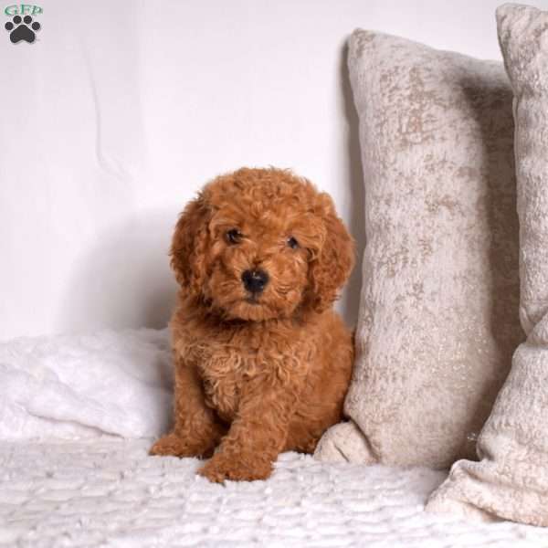 Rocky, Cavapoo Puppy