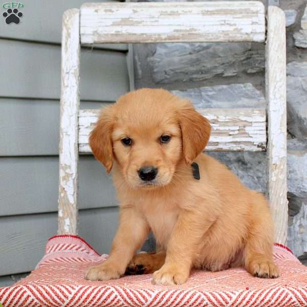 Rocky, Golden Retriever Puppy