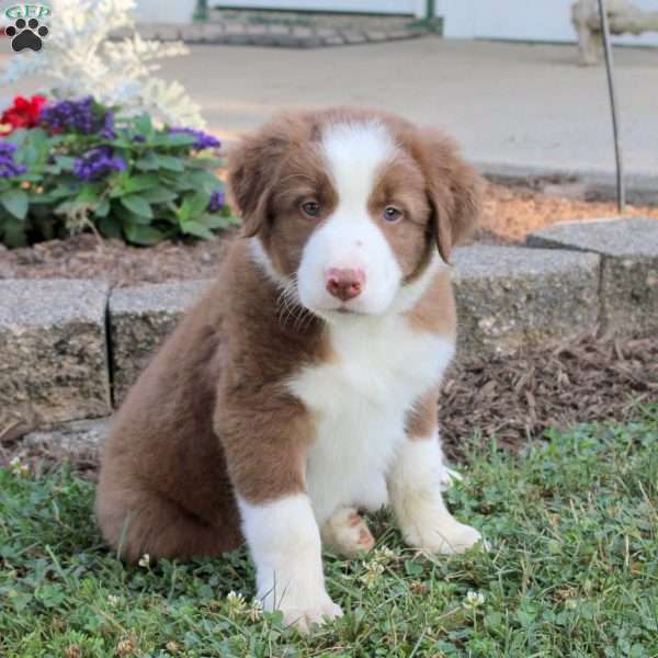 Rocky, Border Collie Puppy