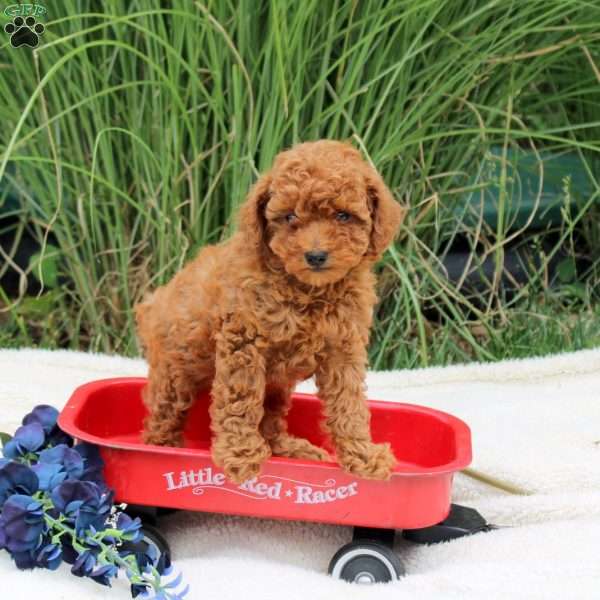 Rocky, Toy Poodle Puppy