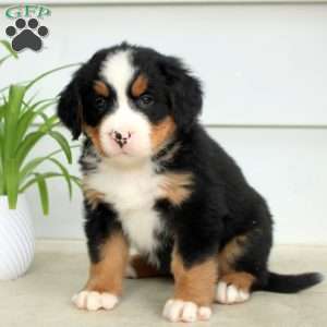 Rocky, Bernese Mountain Dog Puppy