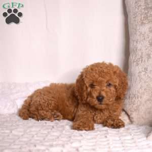 Rocky, Cavapoo Puppy