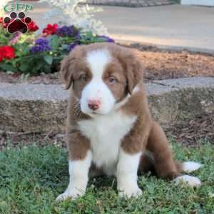 Rocky, Border Collie Puppy