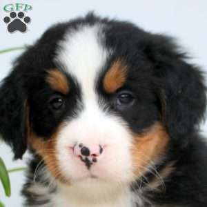 Rocky, Bernese Mountain Dog Puppy