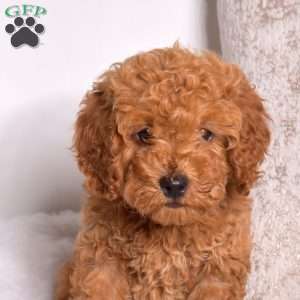 Rocky, Cavapoo Puppy