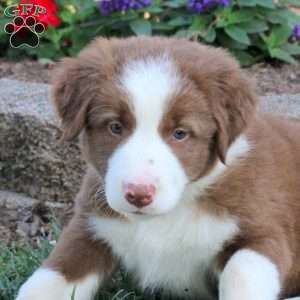 Rocky, Border Collie Puppy