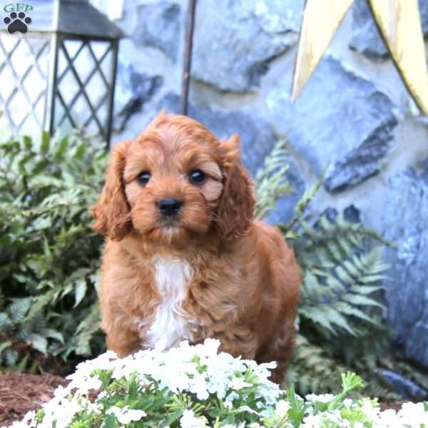 Rocky, Cavapoo Puppy