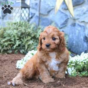 Rocky, Cavapoo Puppy