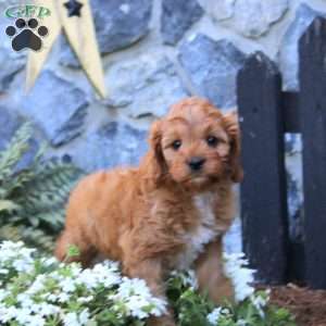 Rocky, Cavapoo Puppy