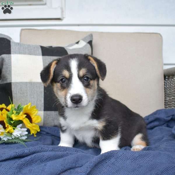 Rodeo, Pembroke Welsh Corgi Puppy