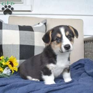 Rodeo, Pembroke Welsh Corgi Puppy