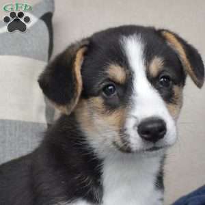Rodeo, Pembroke Welsh Corgi Puppy