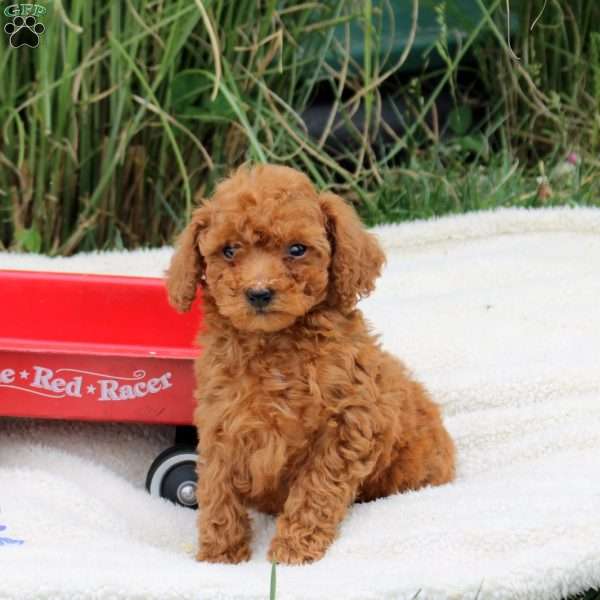 Rodger, Toy Poodle Puppy