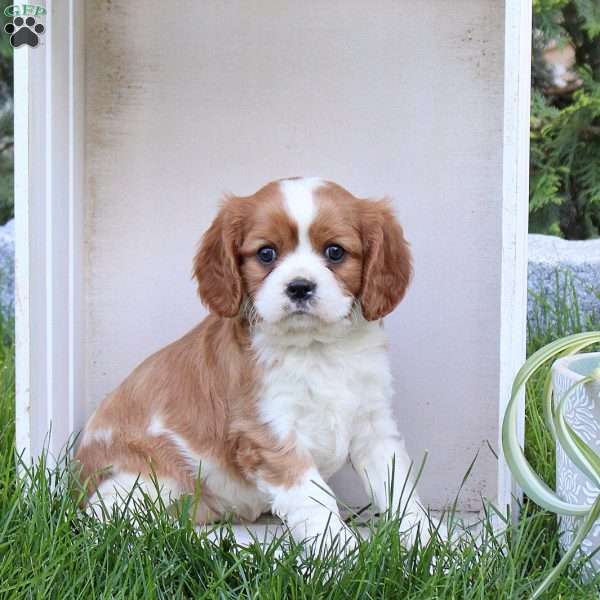 Rodger, Cavalier King Charles Spaniel Puppy