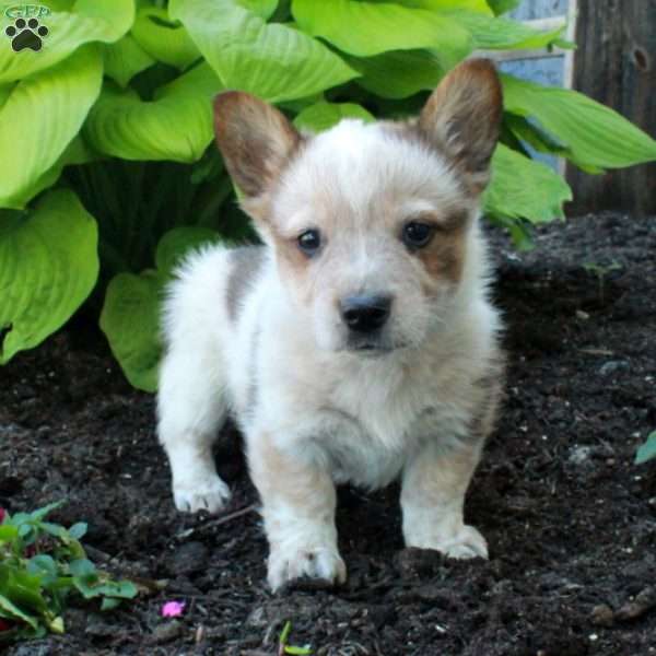 Rooney, Welsh Corgi Mix Puppy