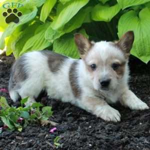 Rooney, Welsh Corgi Mix Puppy