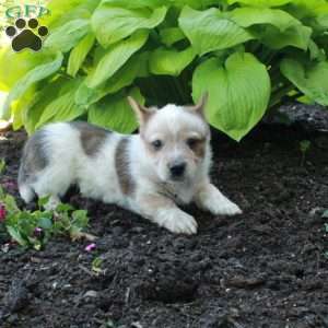 Rooney, Welsh Corgi Mix Puppy