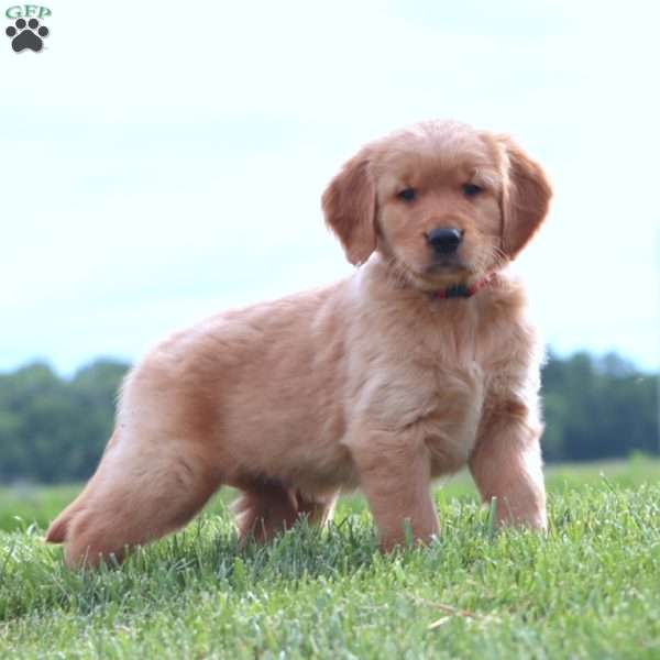 Root Beer, Golden Retriever Puppy