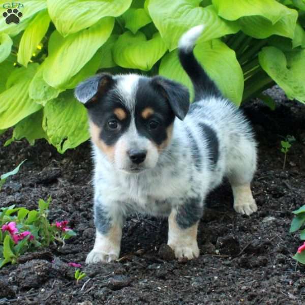 Rory, Welsh Corgi Mix Puppy