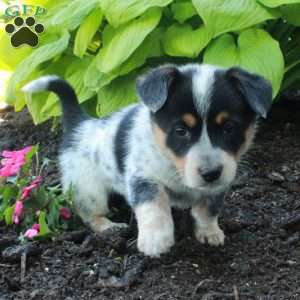 Rory, Welsh Corgi Mix Puppy