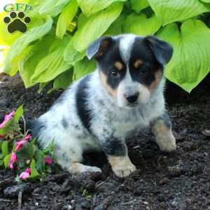 Rory, Welsh Corgi Mix Puppy