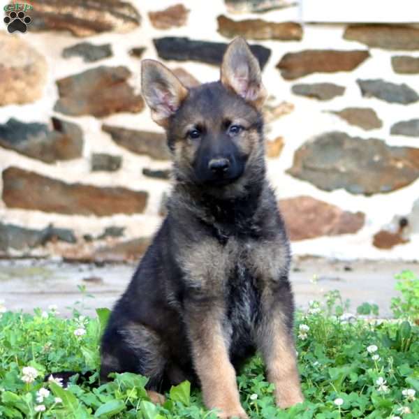 Rosa, German Shepherd Puppy