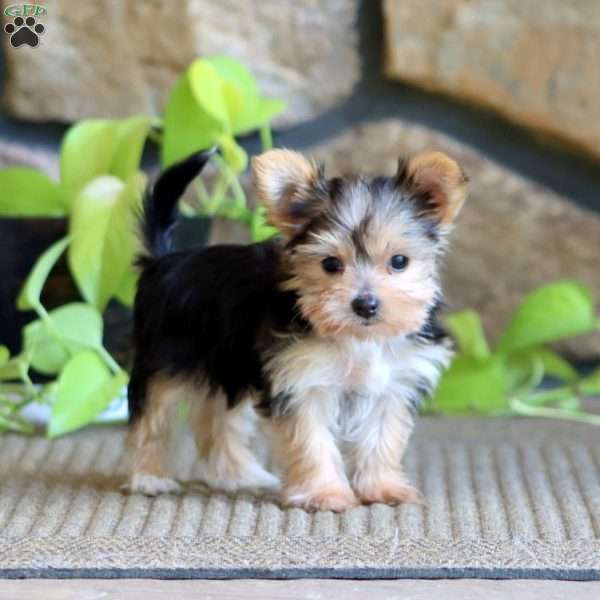 Rosa, Yorkie Puppy