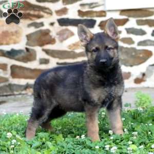 Rosa, German Shepherd Puppy