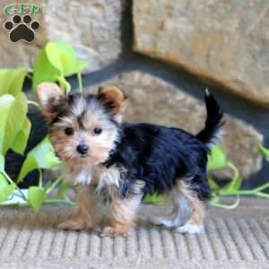 Rosa, Yorkie Puppy