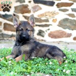 Rosa, German Shepherd Puppy
