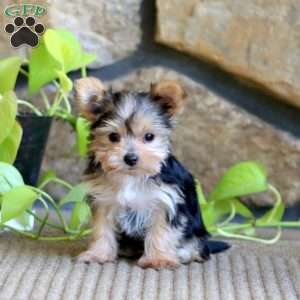Rosa, Yorkie Puppy