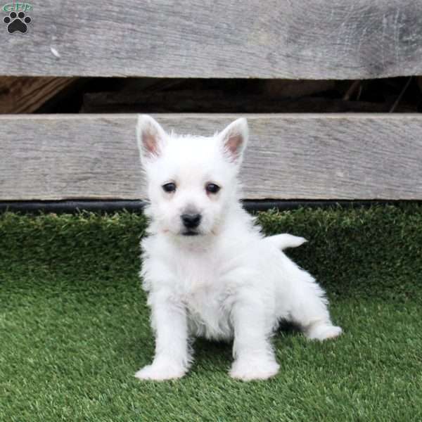 Rosalina, West Highland Terrier Puppy