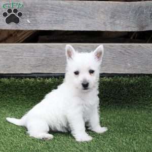 Rosalina, West Highland Terrier Puppy