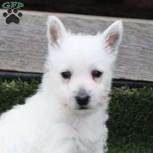 Rosalina, West Highland Terrier Puppy