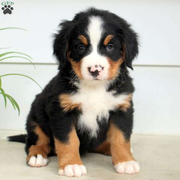 Rosco, Bernese Mountain Dog Puppy